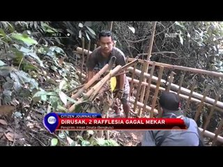 Bunga Rafflesia di Bengkulu Rusak - NET5