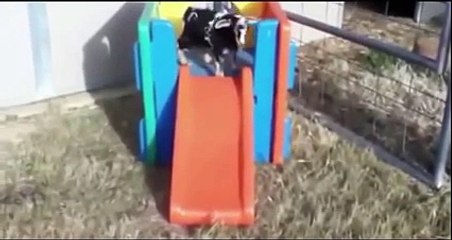 Amazing movies best funny animals Funny pets