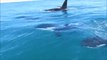 Orcas Cruise Alongside Jet Ski Off Kaikoura