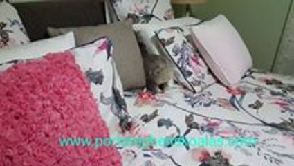 Cheeky Koala Joey Plays in Bed