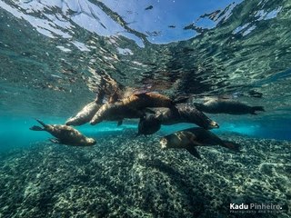 Divers Discover Marine Life in the Sea of Cortez