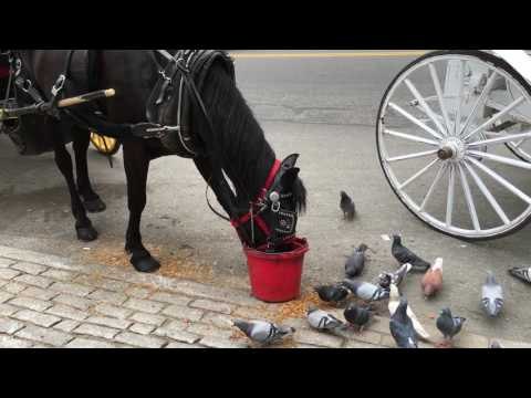 Generous Horse Feeds Pigeons Near Central Park