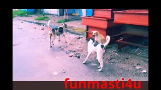 dogs fighting videos for bitch 2017