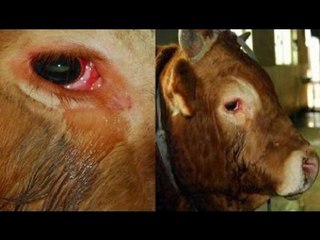 Vạn vật có linh: Gà rừng biết tạ ơn, trâu khóc xin tha mạng!- Chuyện lạ Việt Nam