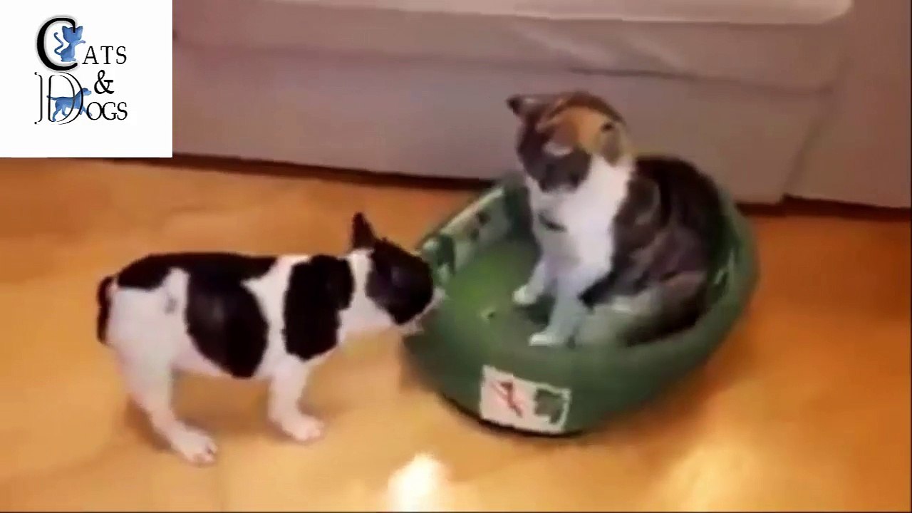 funny cats compilation 43