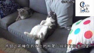 funny cats compilation 49