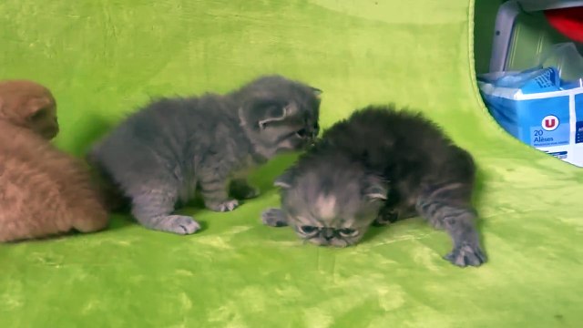 Chatons Exotic shorthair et Persan. Chatterie Endless Emotion%27s