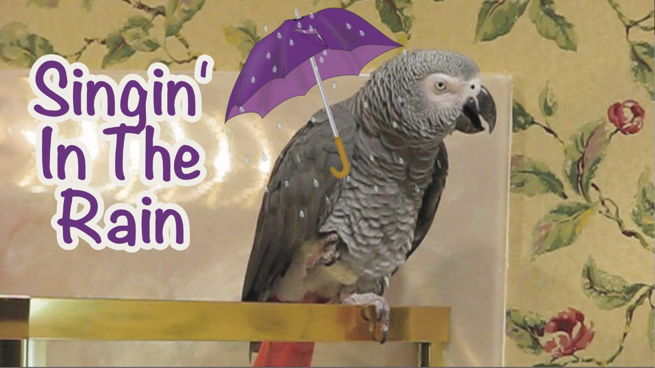 Einstein the Parrot performs his version of Singing in the Rain