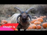 Chuyện lạ Việt Nam - Chú cừu 4 sừng được mệnh danh là 