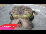 Chuyện lạ Việt Nam - Con rùa có hình thù kỳ dị ở Tiền Giang