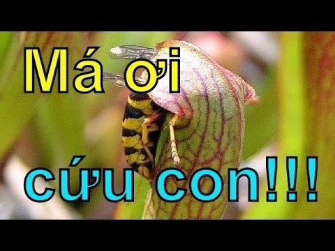 Chuyện lạ - Những loài cây ĂN THỊT kỳ lạ và ĐÁNG SỢ nhất hành tinh