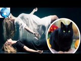 Giải thích nào cho hiện tượng xác chết sống lại khi có mèo đen nhảy qua
