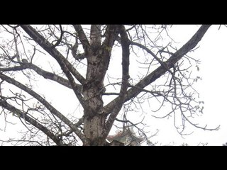 Cây gạo THÀNH TINH khiến trai làng đua nhau KÊU KHÓC [Chuyện lạ Việt Nam]