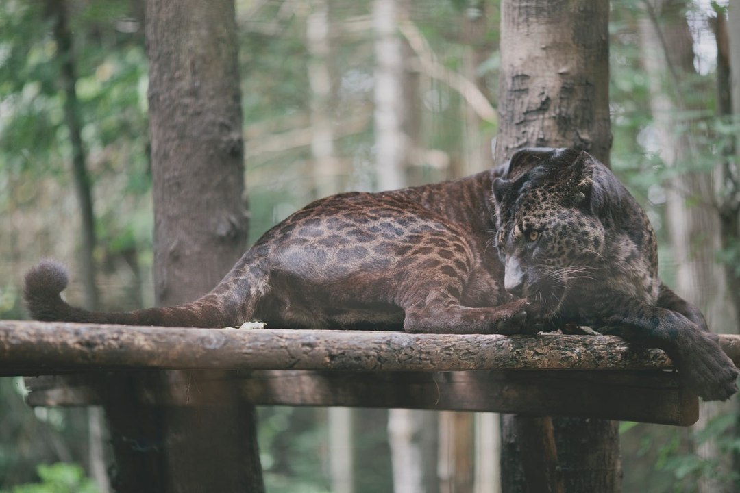 10 Crazy Animal Hybrids That Actually Exist