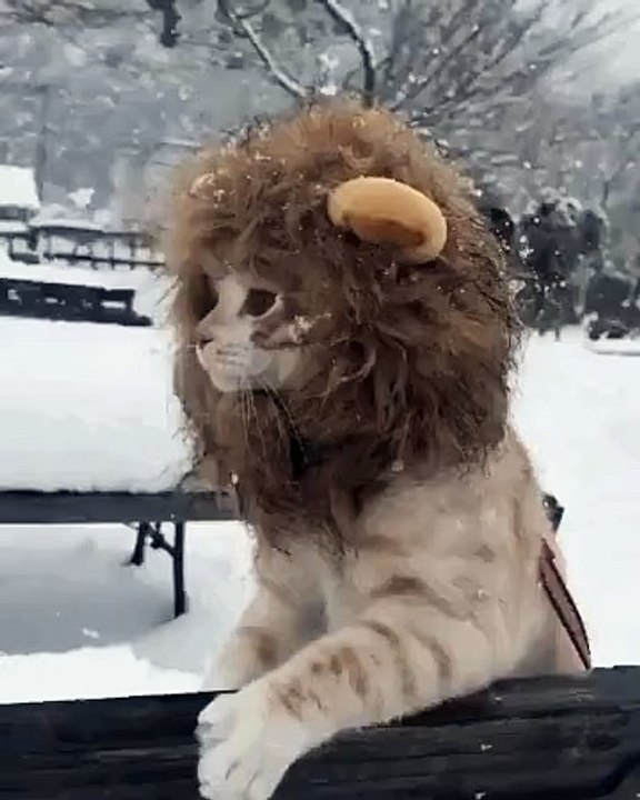 very funny cat