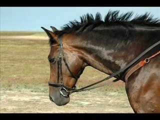 Concours a la ferme des Claines