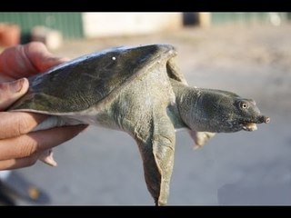 Chuyện lạ khó tin - Ba ba LIỀU CHẾT TRẢ THÙ người đi săn!!!