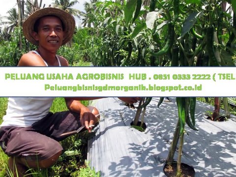 HUB.0851 0333 2222 ( TSEL ) Usaha Modal dibawah 10 Jt