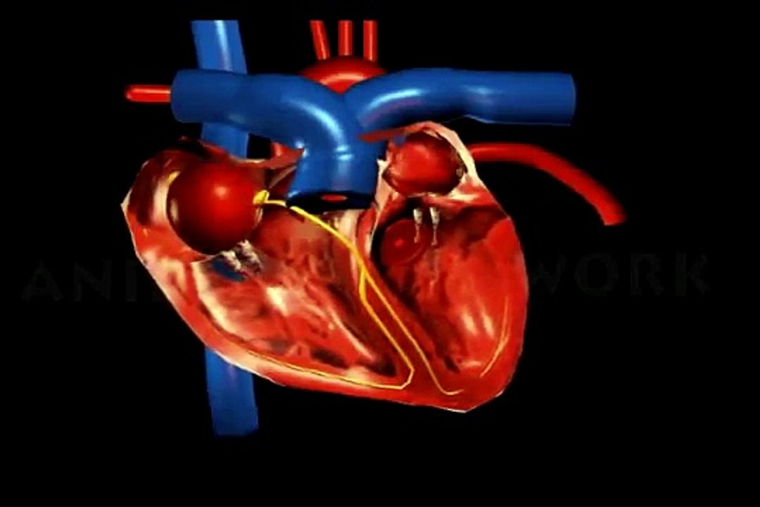Ciclo cardíaco animación 3D Tha corazón Humano la circulación de la ...