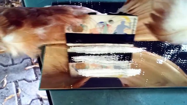 Les poules prennent de la coke alors que le fermier est parti - Vive la slovénie