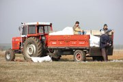 Trakya Çiftçisi 'Nitratlı Gübre Yasağına' Tepkili