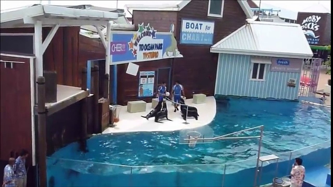 Des lions de mer jouent au volley... Enorme