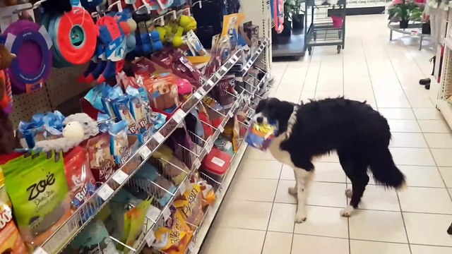 Ce chien choisi tout seul son jouet dans la magasin...