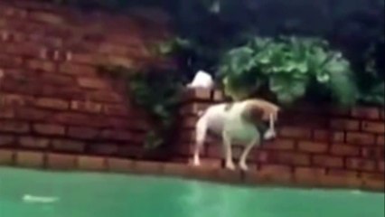 Ce chien chope un poisson dans une piscine !