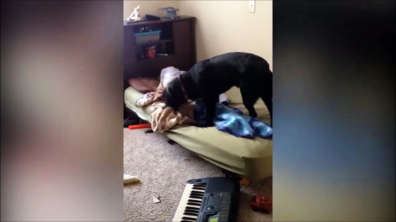 Quand c'est ton chien qui vient te réveiller... Violent