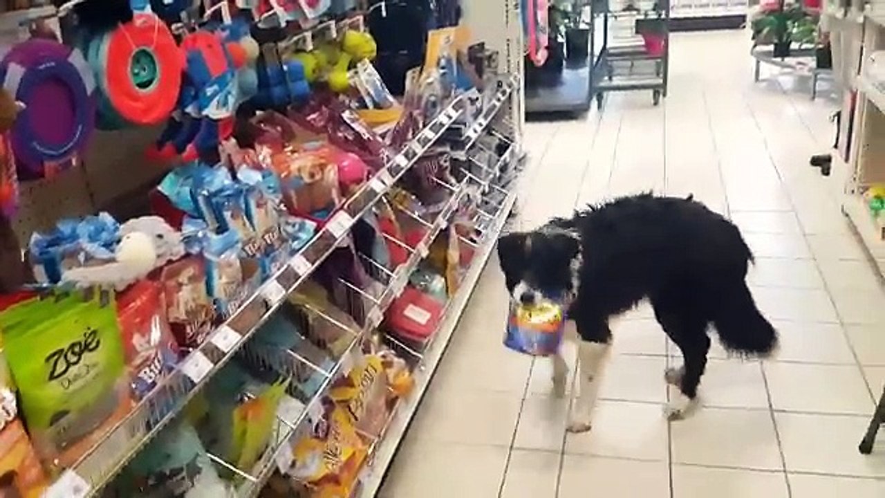 Un chien fait ses courses