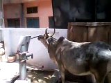 funny cow self drinking water by handpump