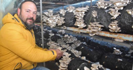 Mühendisliği Bırakıp İstiridye Mantarı Üretmeye Başladı, Parayı Buldu