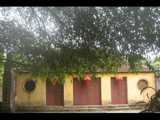 Chuyện lạ Việt Nam - Cây duối nghìn tuổi "tai họa" dưới chân Ngôi Miếu Cổ