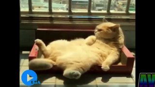 Animals never fail to make us laugh - Super funny animal compilation
