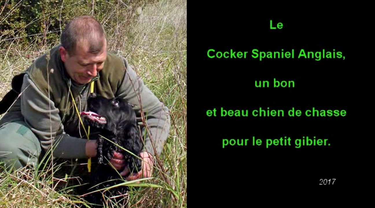 Le Cocker Spaniel Anglais (2017)