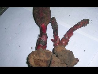 Sự thật loài nấm giúp quý ông "sung mãn", quý bà "hồi xuân"