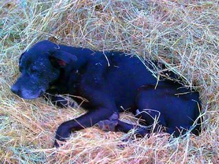 A Ponte do Arco Íris   Para quem ama animais! (Narração Delphis Fonseca)