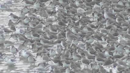 Grande marée baie Saint Brieuc 27 février 2017