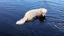 En voyant ce chien immobile dans l'eau, ils �taient loin d'imaginer ce qui allait se passer quelques
