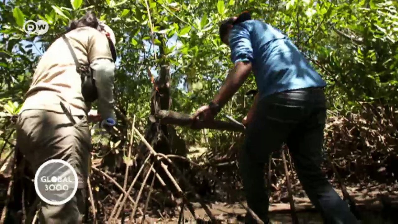 Kleine Mangroven-Schützer in Panama | Global 3000