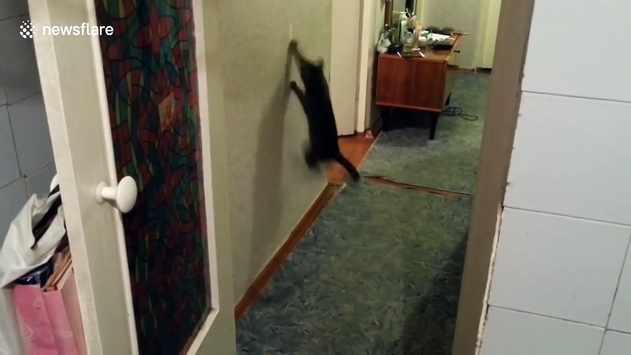 Cat jumps up a wall to get a treat