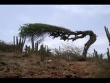 Chuyện khó tin - Những loài cây kỳ lạ nhất thế giới