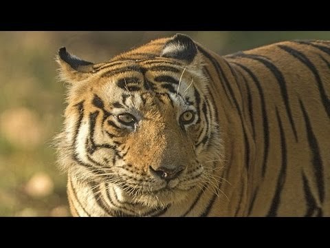 Chuyện khó tin - Chú hổ nổi tiếng vì có chữ mèo trên trán