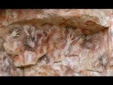 Chuyện lạ thế giới - Bí ẩn dấu tay trong hang động xa xưa