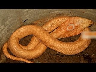 Bí ẩn ở Ngôi đền thiêng và chuyện người bắt rắn thần ngâm rượu