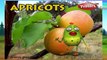 Apricots Rhyme | Nursery Rhymes For Kids | Fruit Rhymes | Nursery Rhymes 3D Animation
