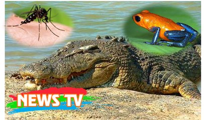 10 loài động vật nguy hiểm nhất hành tinh