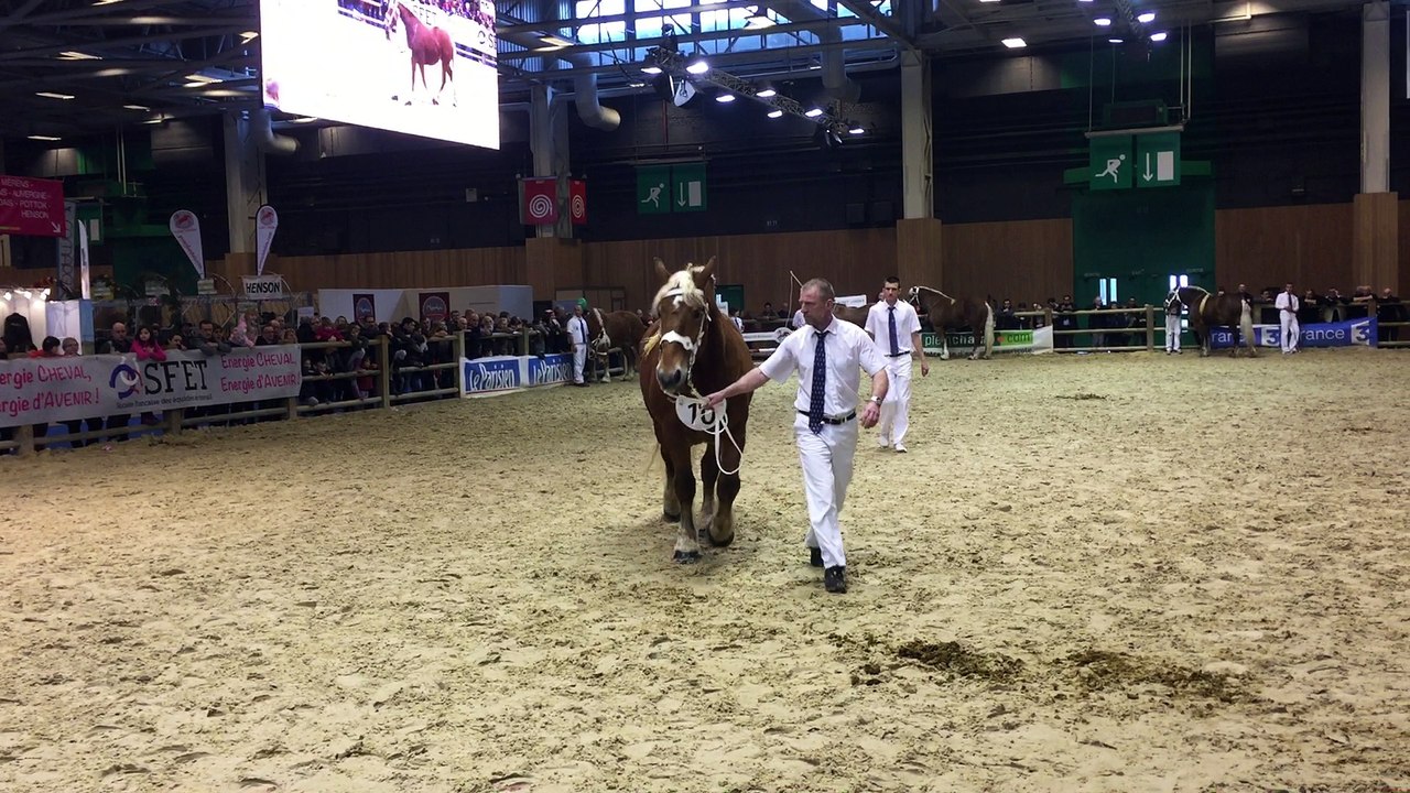 Salon de l'agriculture 2017 concours chevaux de...