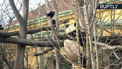 La minute mignonne : deux bébés pandas découvrent le monde extérieur