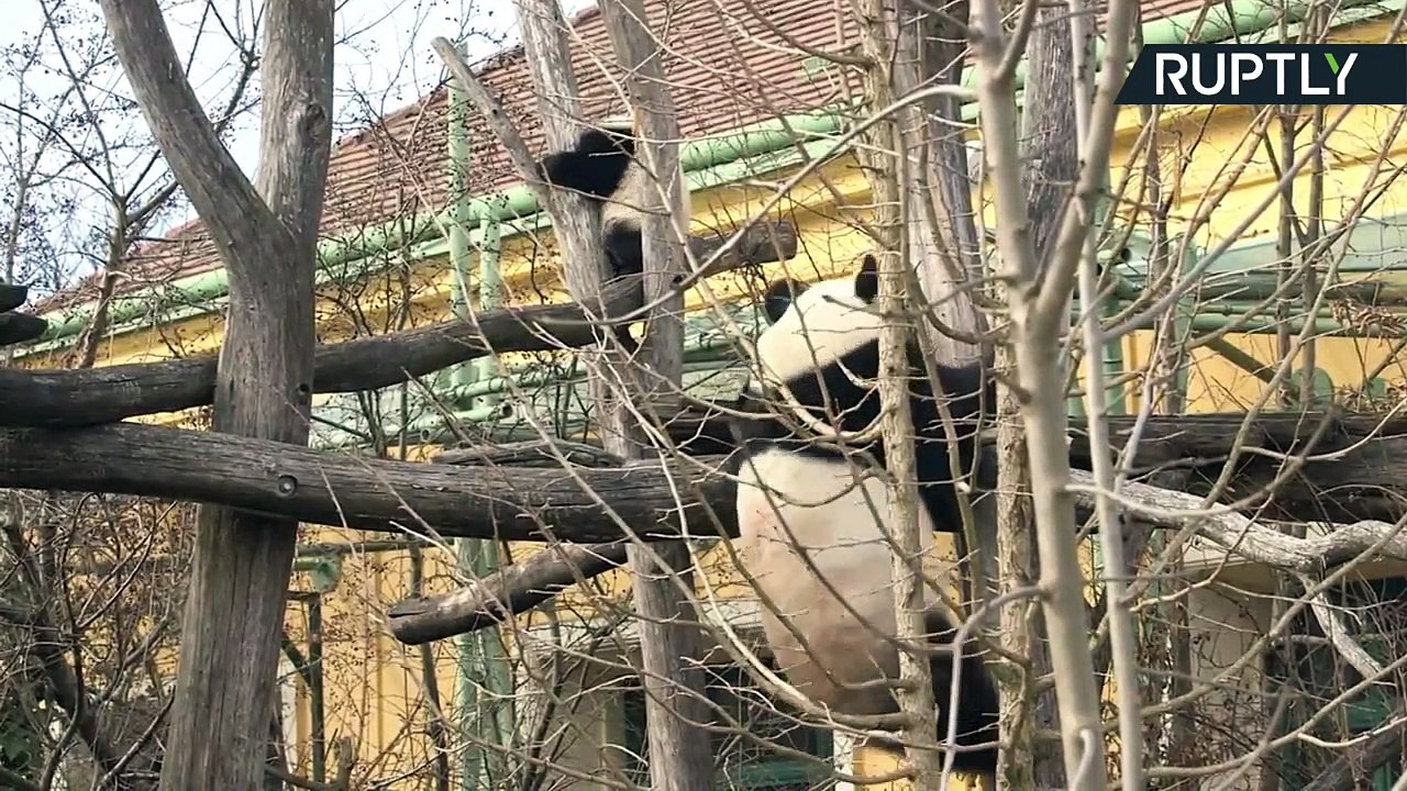 La minute mignonne : deux bébés pandas découvrent le monde extérieur